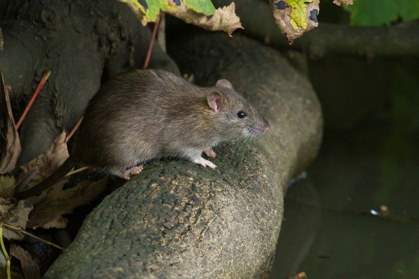 rat