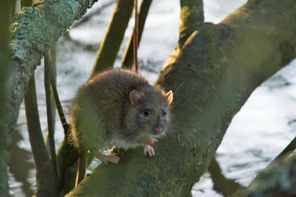 Rat