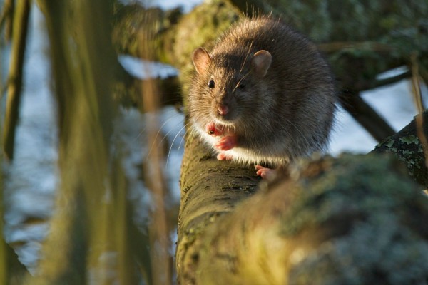 Rat