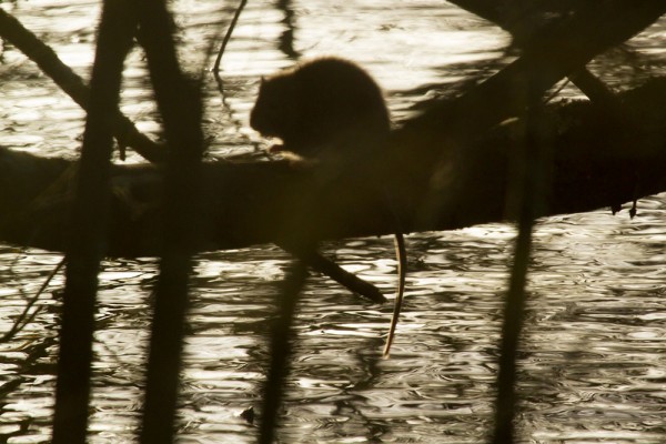 rat