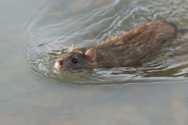 swimming rat
