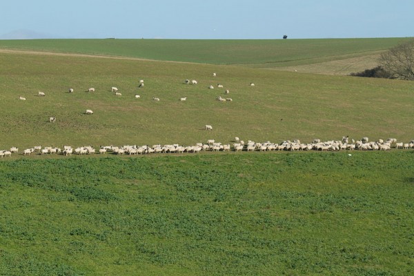 Sheep