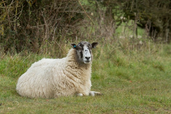 Sheep on the South Downs