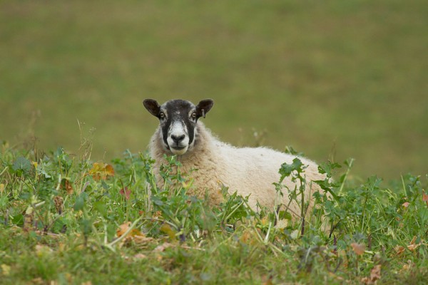 Sheep on the South Downs