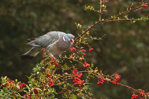 Woodpigeon eating berries 