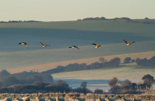 Canada geese