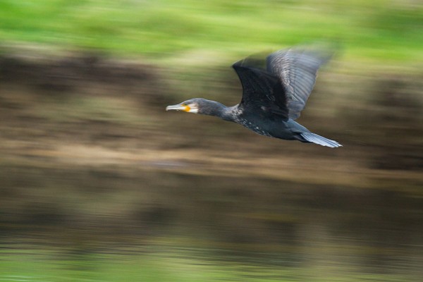 Cormorant at Seven Sisters