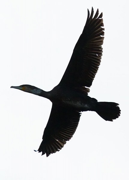 Cormorant in flight