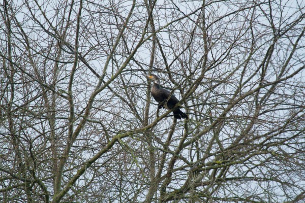 Cormorant in a tree