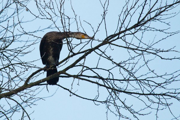 Cormorant in a tree
