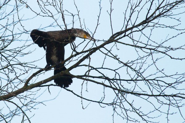 Cormorant in a tree