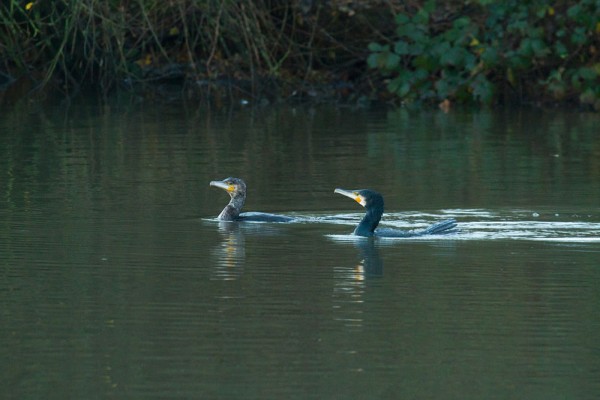 Pair of cormorants