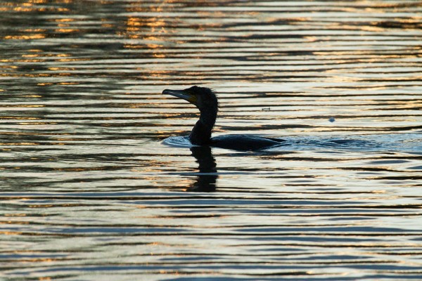 Cormorant at sunrise