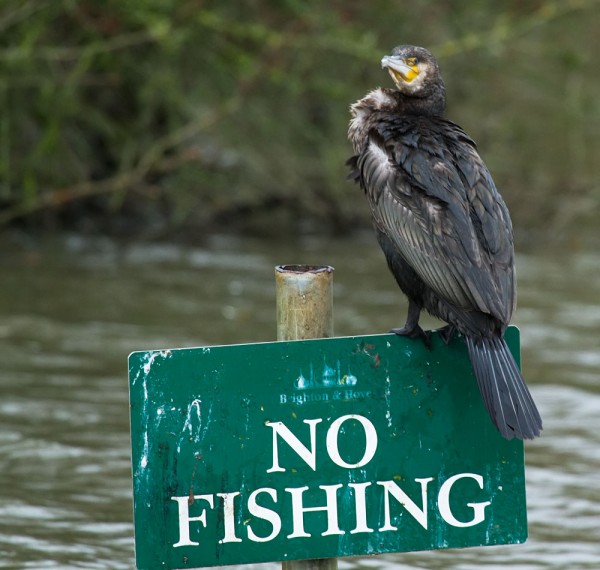 Cormorant on No Fishing sign