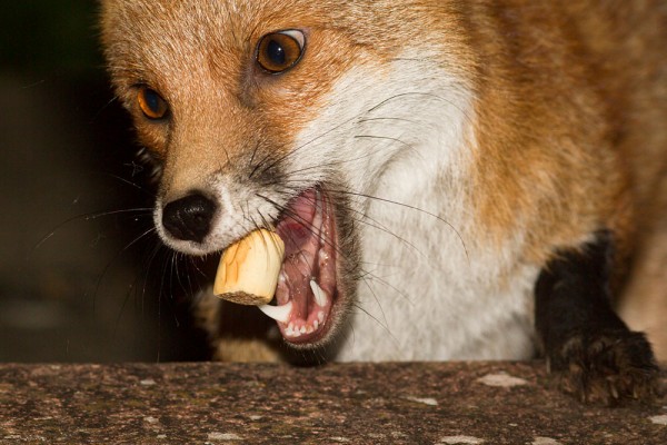 Fox with biscuit