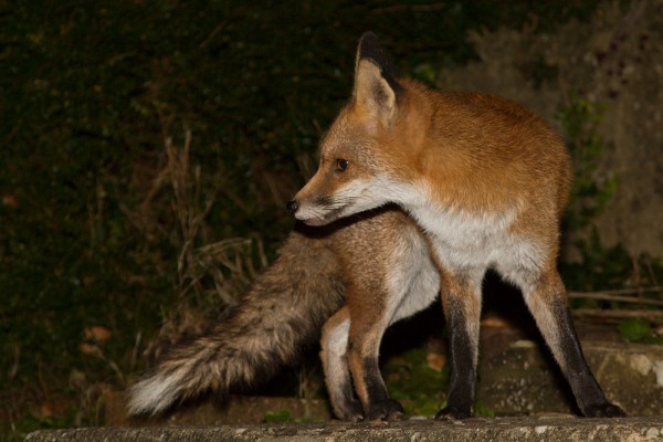 Young fox