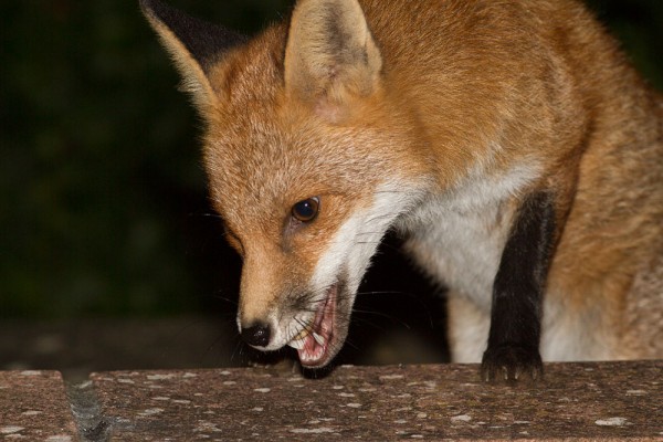 Young fox