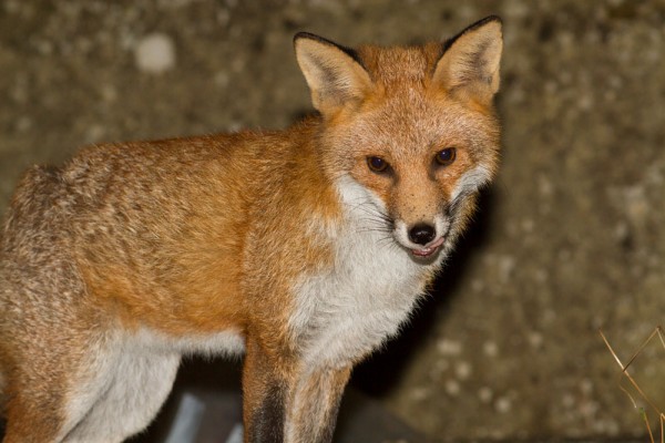 Foxes