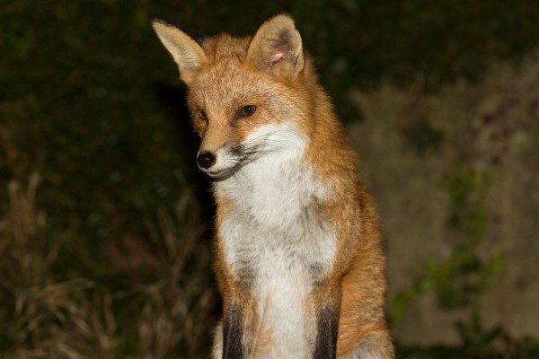 Foxes