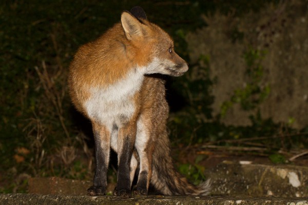 fox