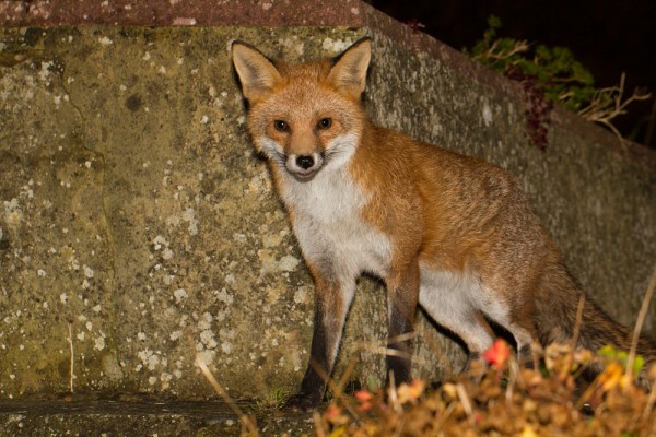 fox