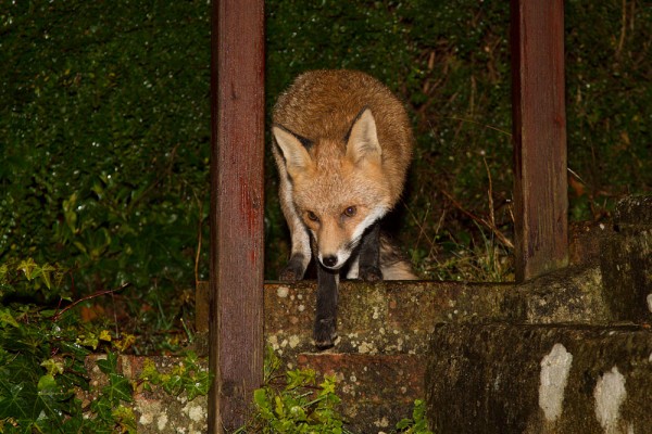 Fox