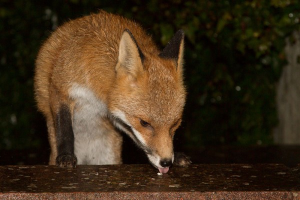 Fox