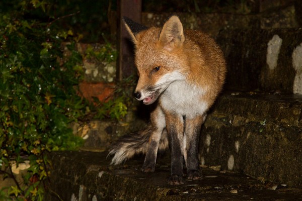 Fox