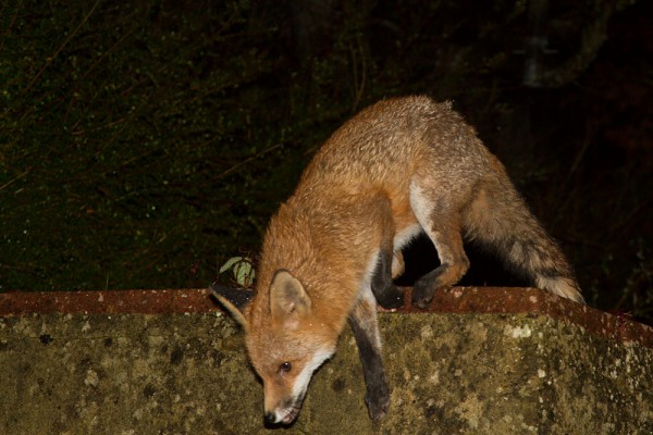 Fox