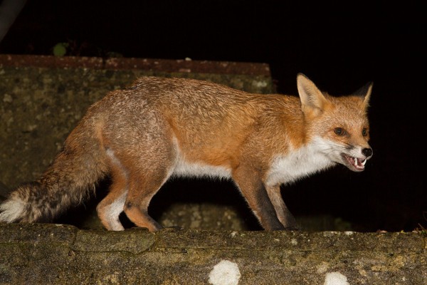 fox