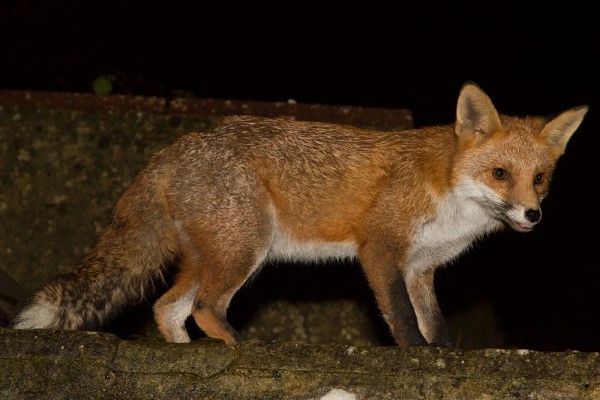 fox