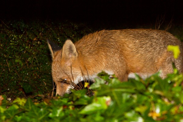 fox