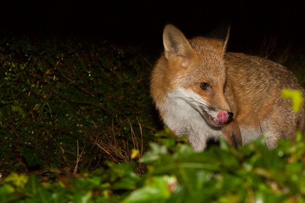 fox