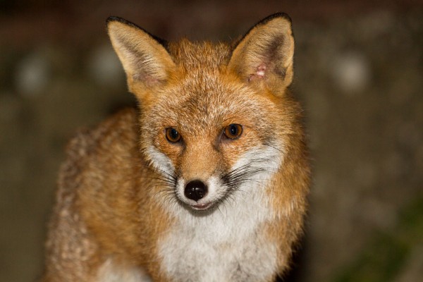 fox