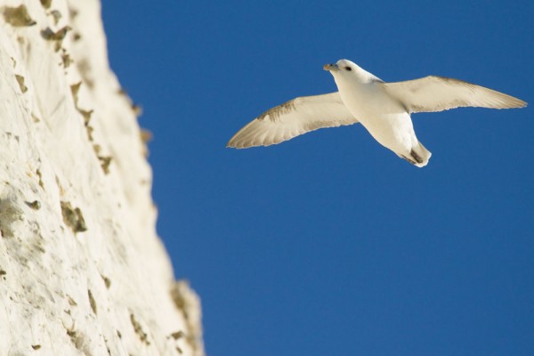 Fulmar