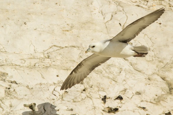 Fulmar