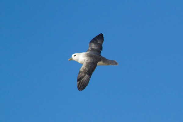 Fulmar