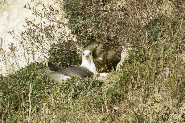 Fulmar