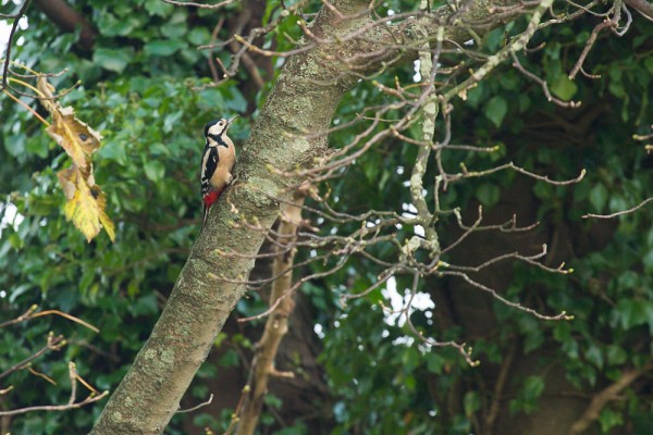 Female great spotted woodpecker 