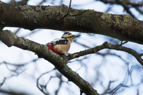 Female great spotted woodpecker 