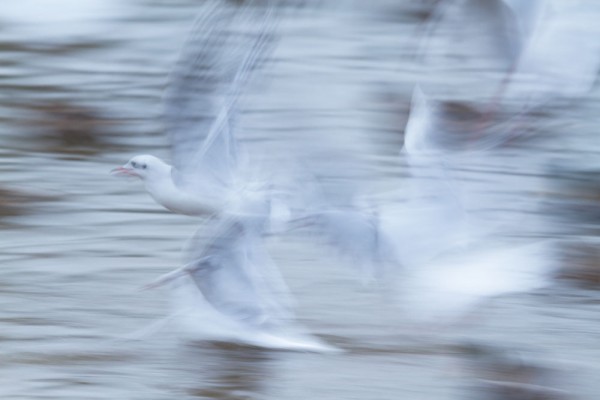 Motion blur black-headed gull