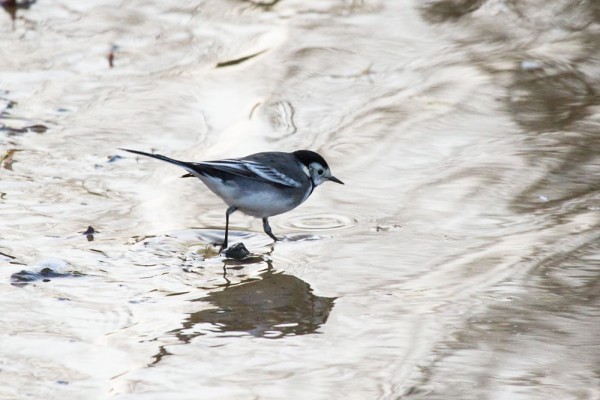 Pied wagtail 