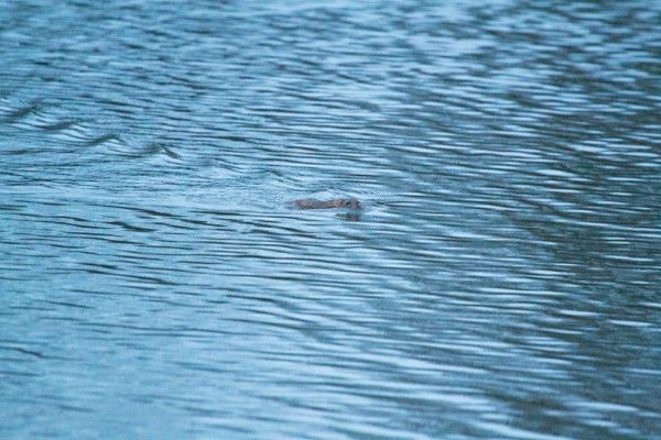 Brown rat swimming 