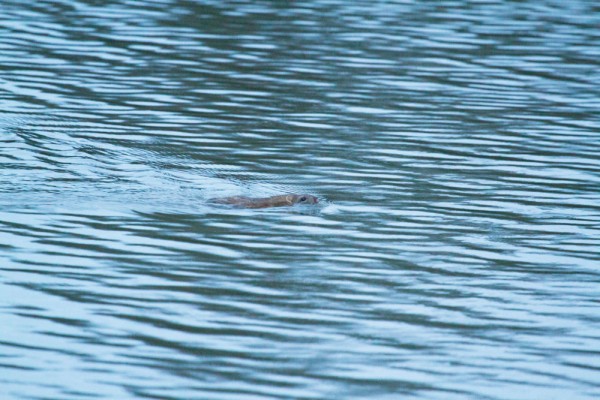 Brown rat swimming 