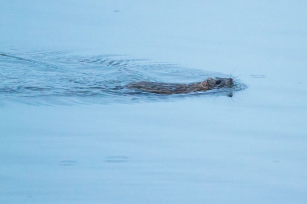 Brown rat swimming 
