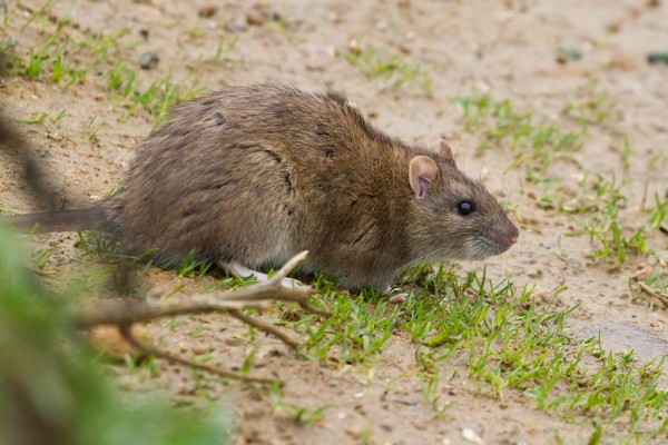 Brown rat