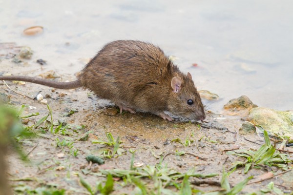Brown rat