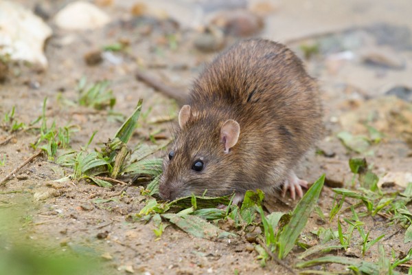 Brown rat