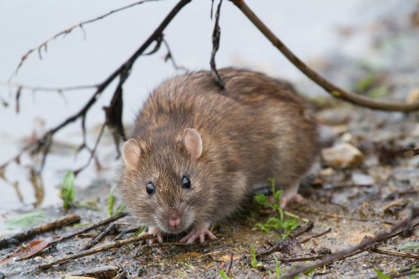 Brown rat