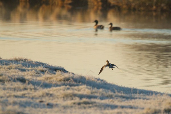 Redshank 